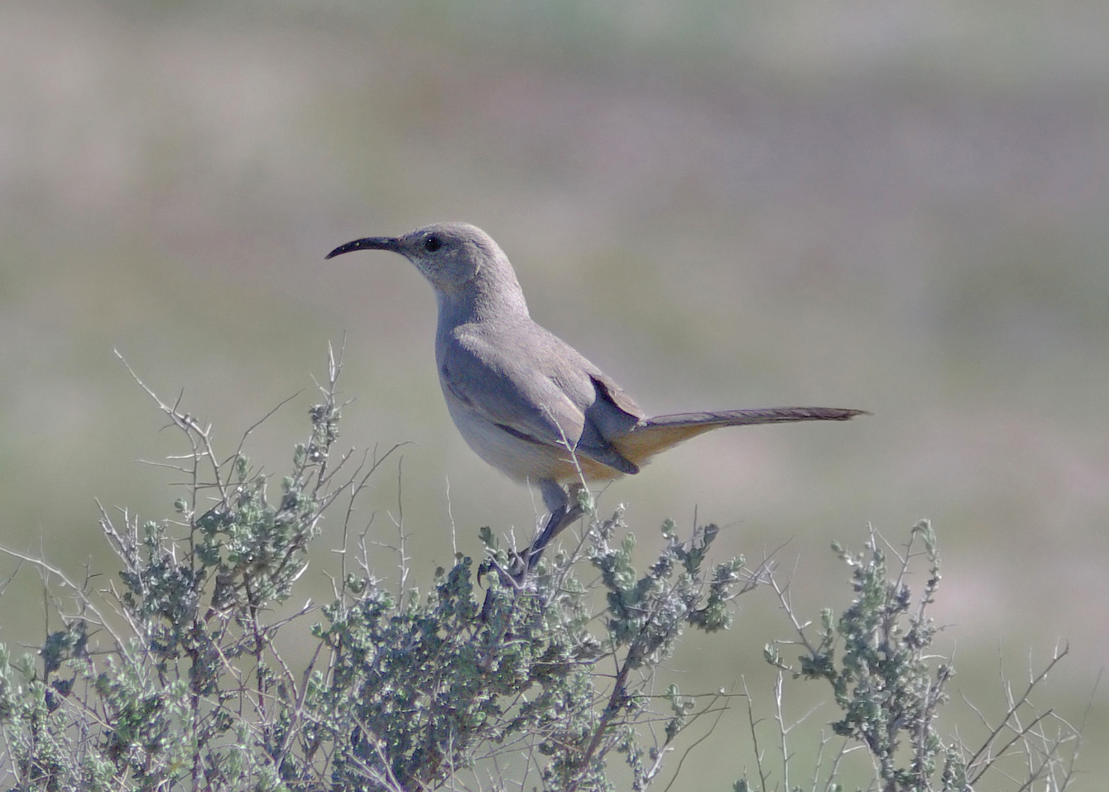 image LeConte's Thrasher